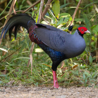 Siamese Fireback